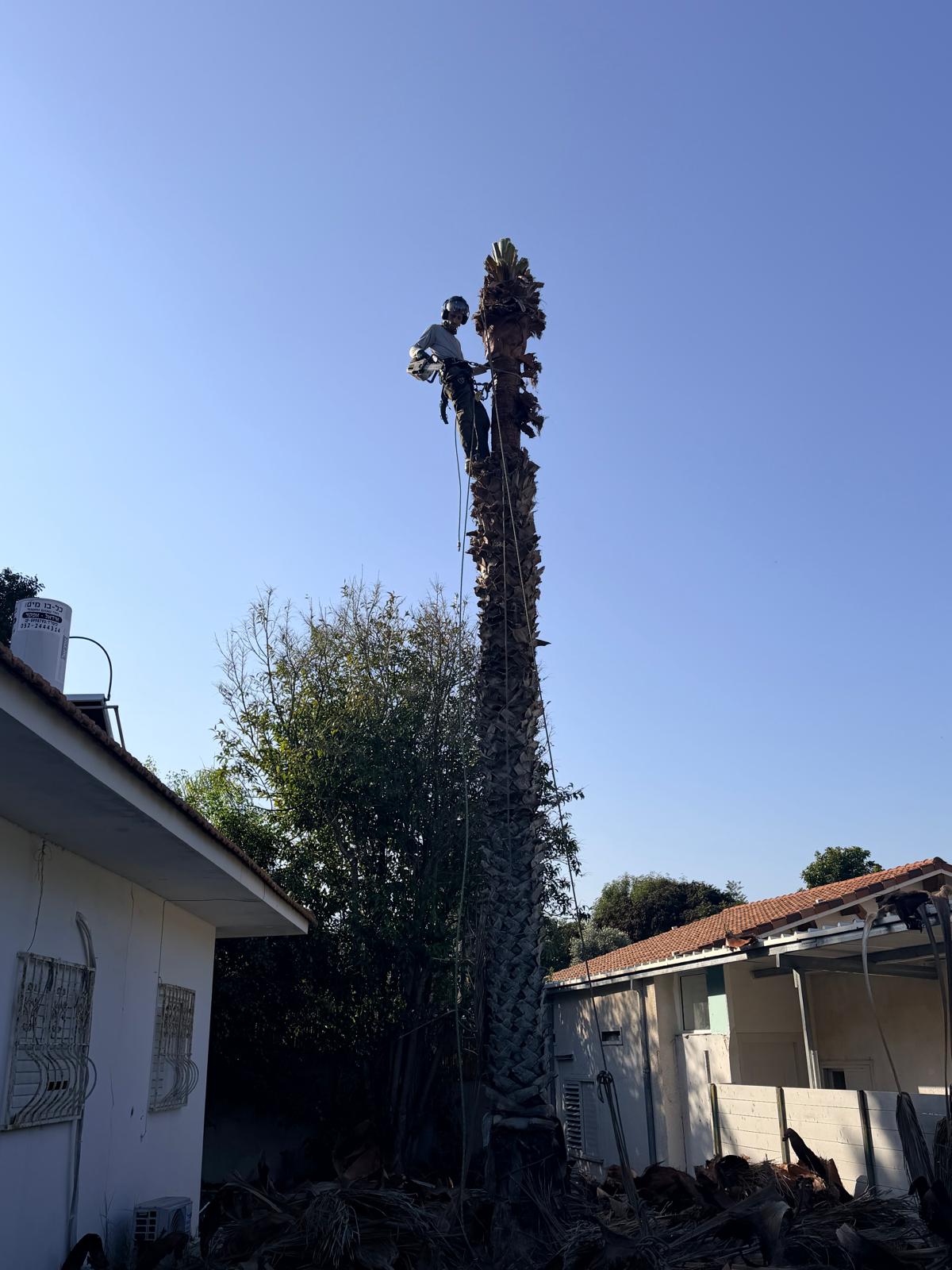 גיזום וכריתת דקל גבוה במיוחד בטיפוס מקצועי