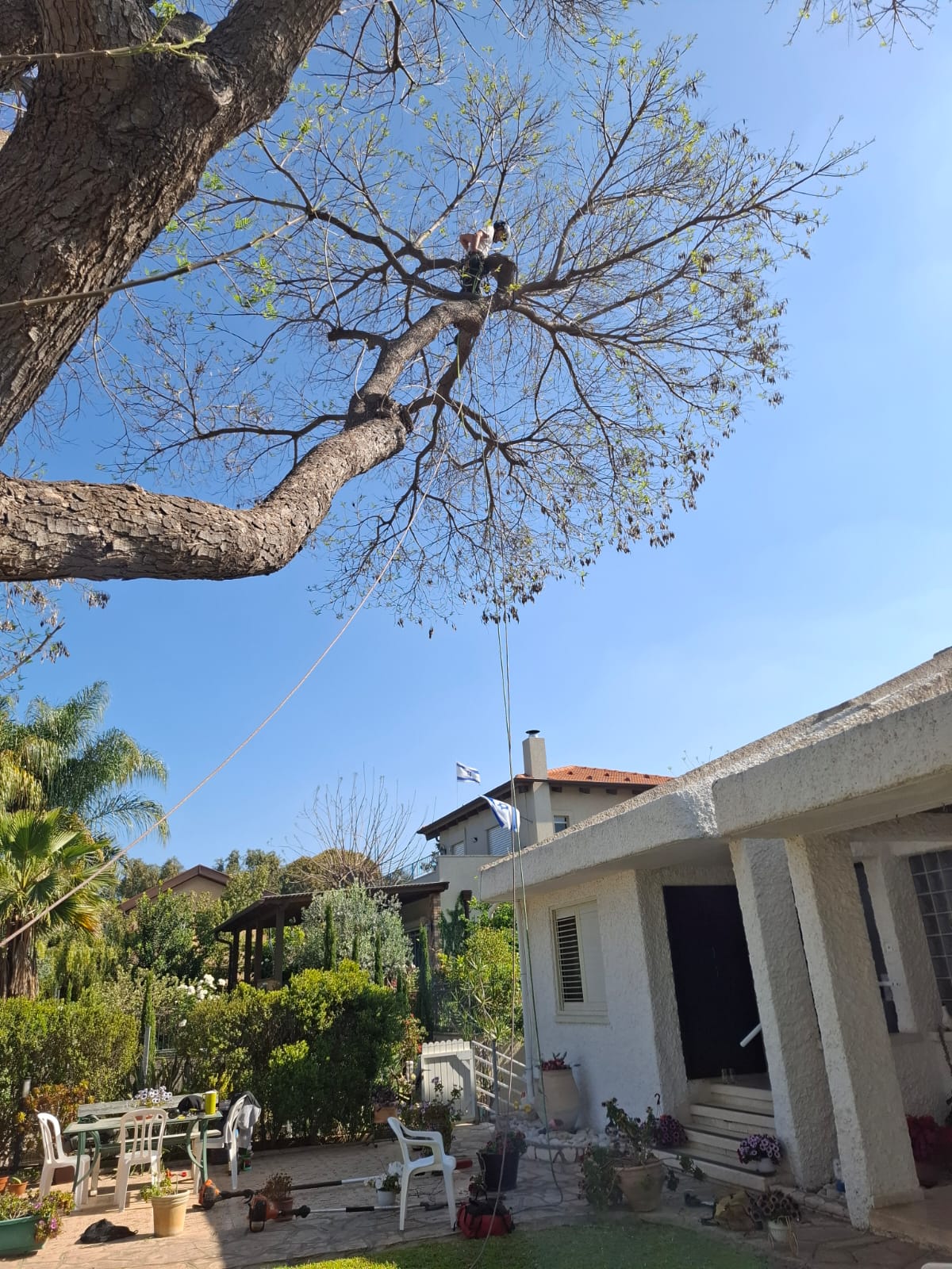 מטפס מבצע גיזום בצמרת עץ בגובה מעל חצר הבית