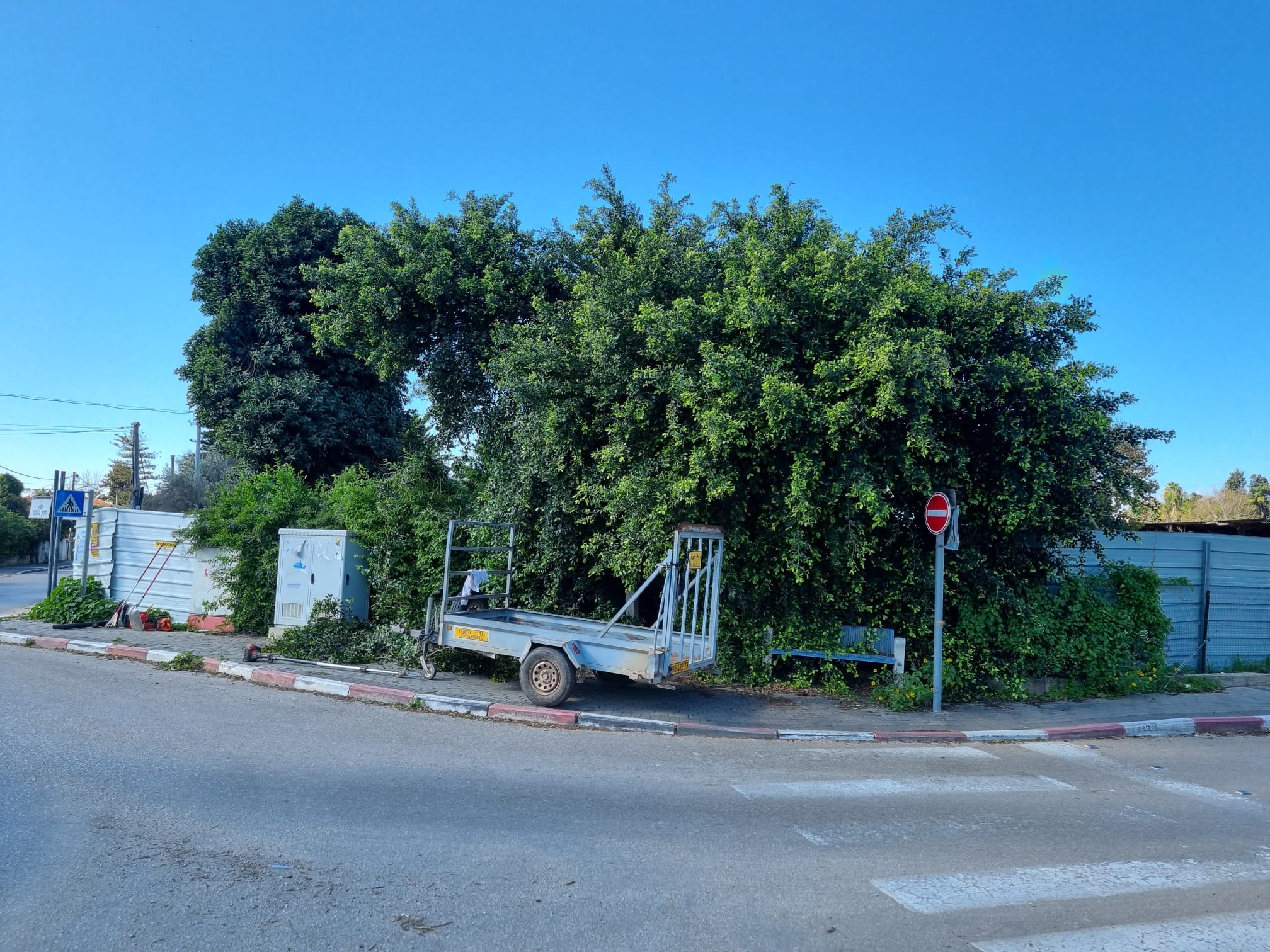 העץ לפני הגיזום — צמרת צפופה